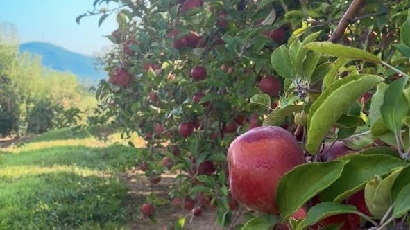 12 North Georgia Apple Orchards and Apple Houses Worth Visiting This Fall